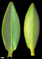 Veronica mooreae. Leaf surfaces, adaxial (left) and abaxial (right). Scale = 1 mm.
 Image: W.M. Malcolm © Te Papa CC-BY-NC 3.0 NZ